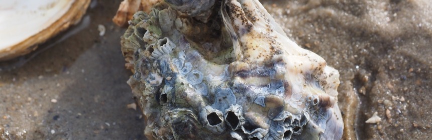 The Pacific oyster could make its way further north as the Arctic and sub-Arctic regions warm