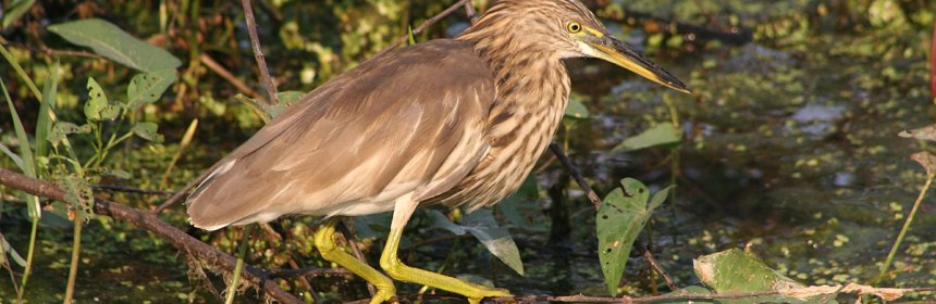 The Indian Pond Heron, one species which could face population declines as a result of climate change