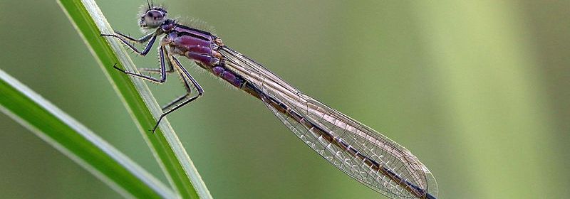 An immature female blue-tailed damselfly (Ischnura elegans)