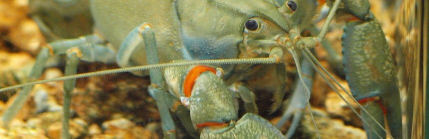 Spreading of the Australian yabby has led to decreases in other local species. But what happens when these species meet?