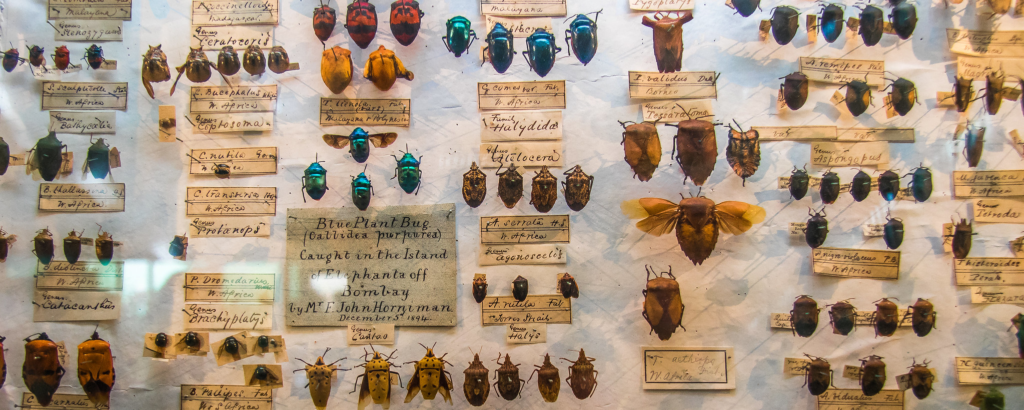 Preserving Biological Heritage: The Importance of Type Specimens