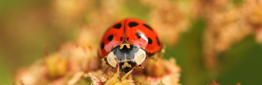 I sat down with leader of the UK Ladybirds Survey Helen Roy to talk about the stigma surrounding invasive species like this Harlequin Ladybird (Image Credit: PJ Taylor, Pixabay Licence, Image Cropped)