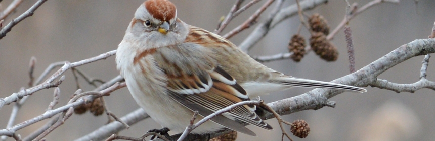 Birds like this American tree sparrow are declining rapidly, shows a study which looks at huge declines in North American bird populations