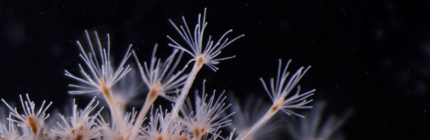 Polyps of Schuchertinia allmanii. (Image Credit: Luis Martell, CC BY 4.0)